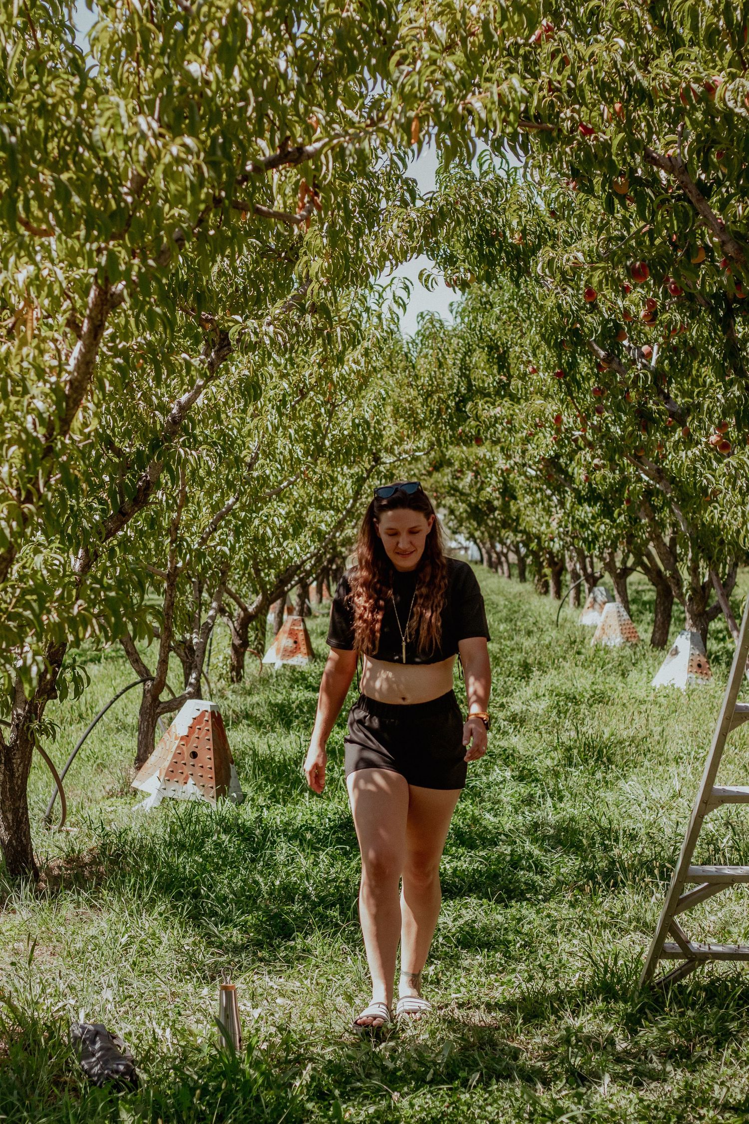 Someone exploring rows of fruit trees in a lush summer orchard.