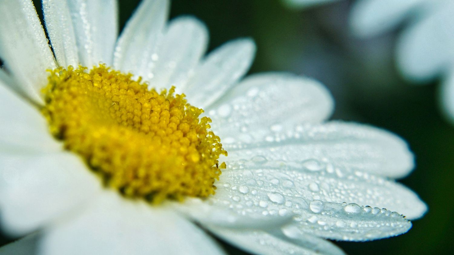 daisy