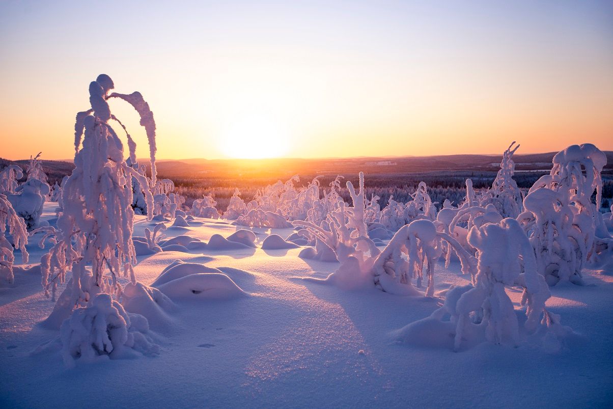 Snow-covered trees and frozen landscape glowing golden at sunrise in Lapland.