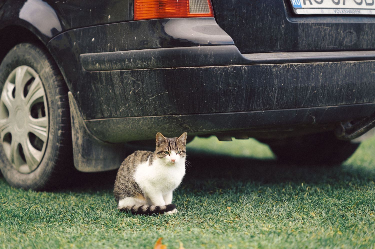 A white and brown cat sitting beneath a black car on grass.