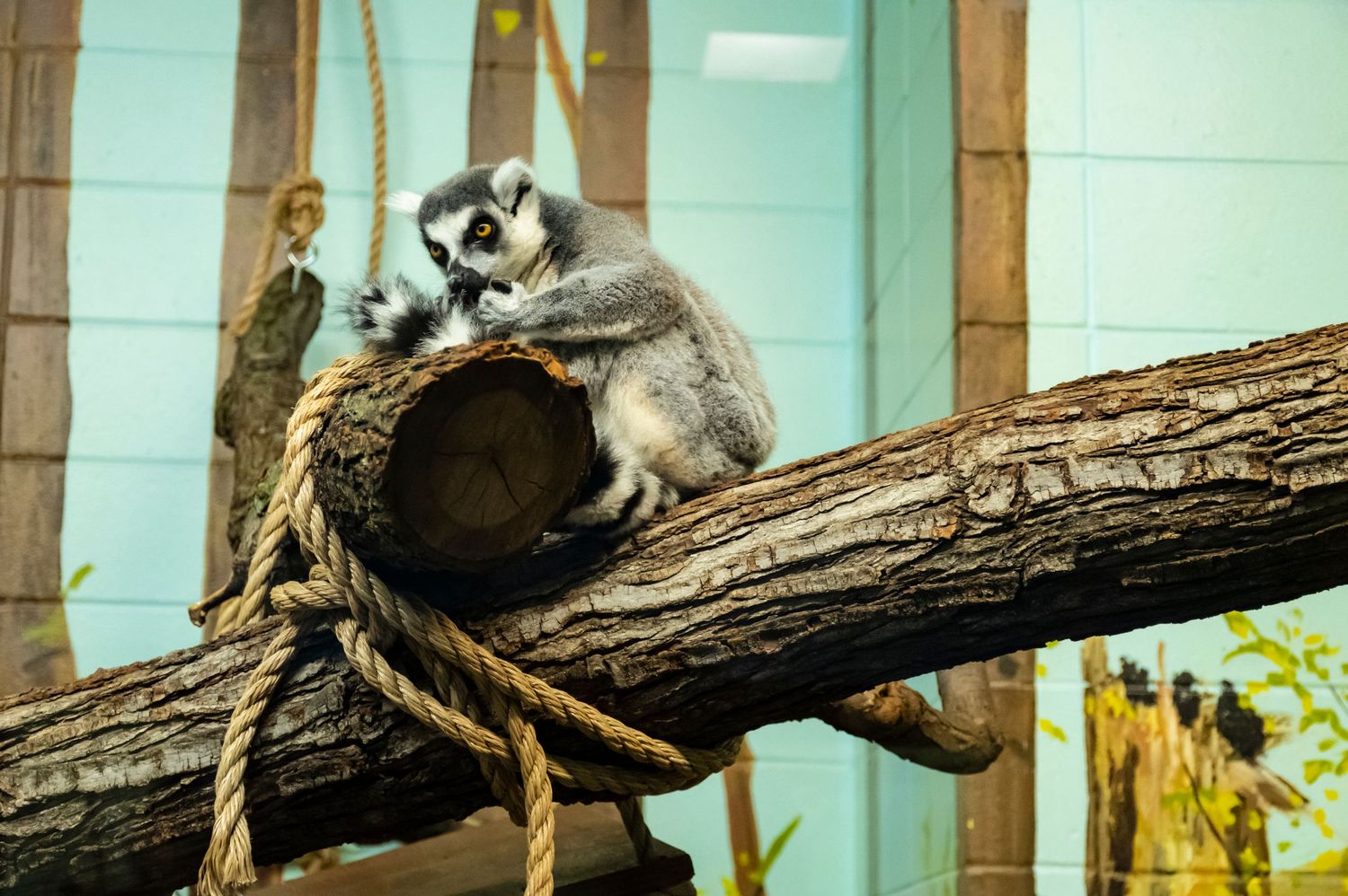 A ring-tailed lemur resting on a log with rope wrapped around it in an enclosure.