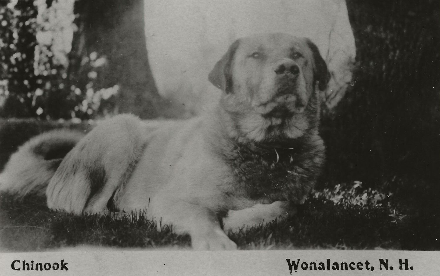 Chinook, founder of the Chinook Breed