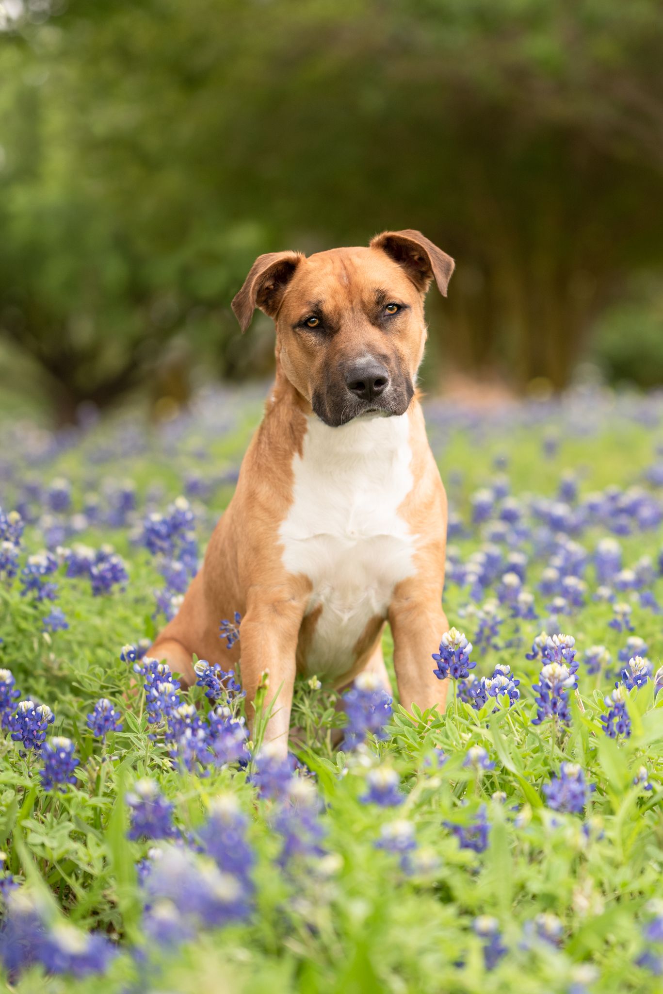 Buster, adoptable dog in Houston Texas