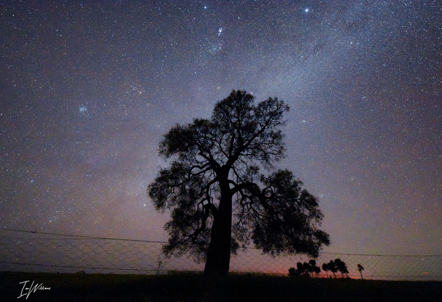 Milky Way and Queensland Bottle Tree