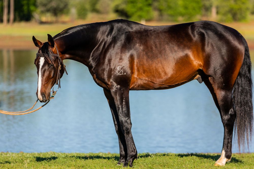 Elegant bay horse standing in profile against lake and green landscape backdrop.