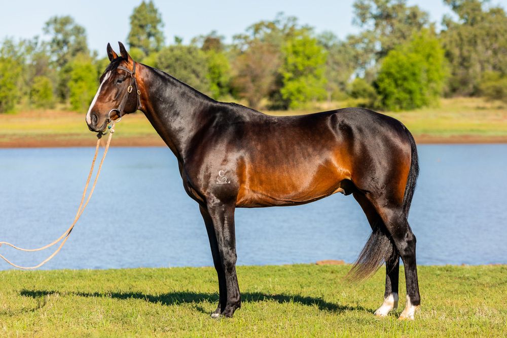 Bay horse with white socks standing on grass by lakeside under blue sky.