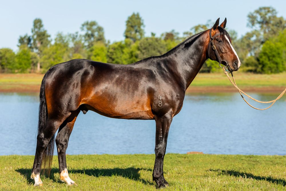 Majestic bay horse with lead rope posed by lake with trees in background.