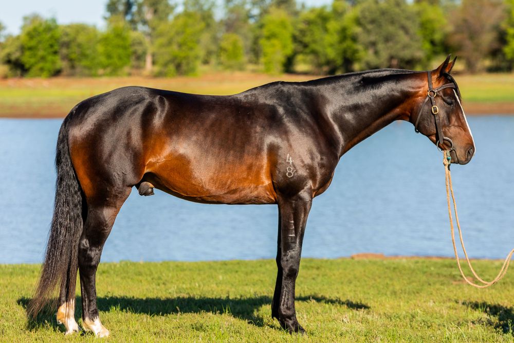 Beautiful bay horse with dark mane standing on grass near water.