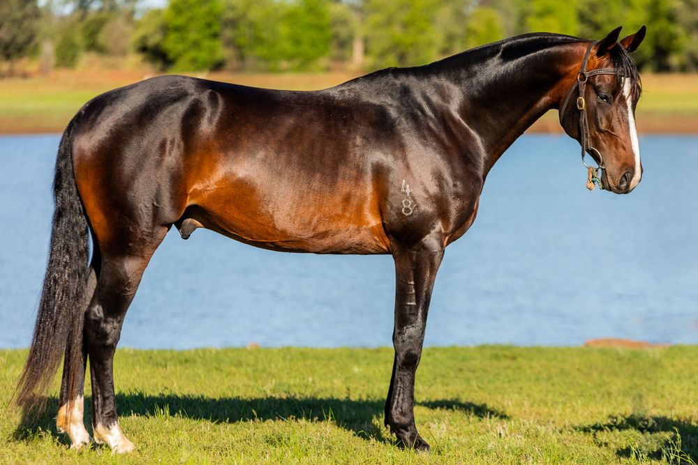 Sleek bay horse with perfect conformation photographed against lake backdrop.