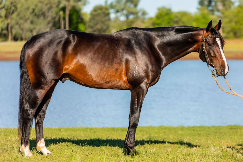 Bay horse with shiny coat standing in profile on grassy shore.