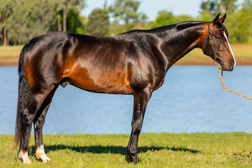 Athletic bay horse with lead rope standing by lake on sunny day.