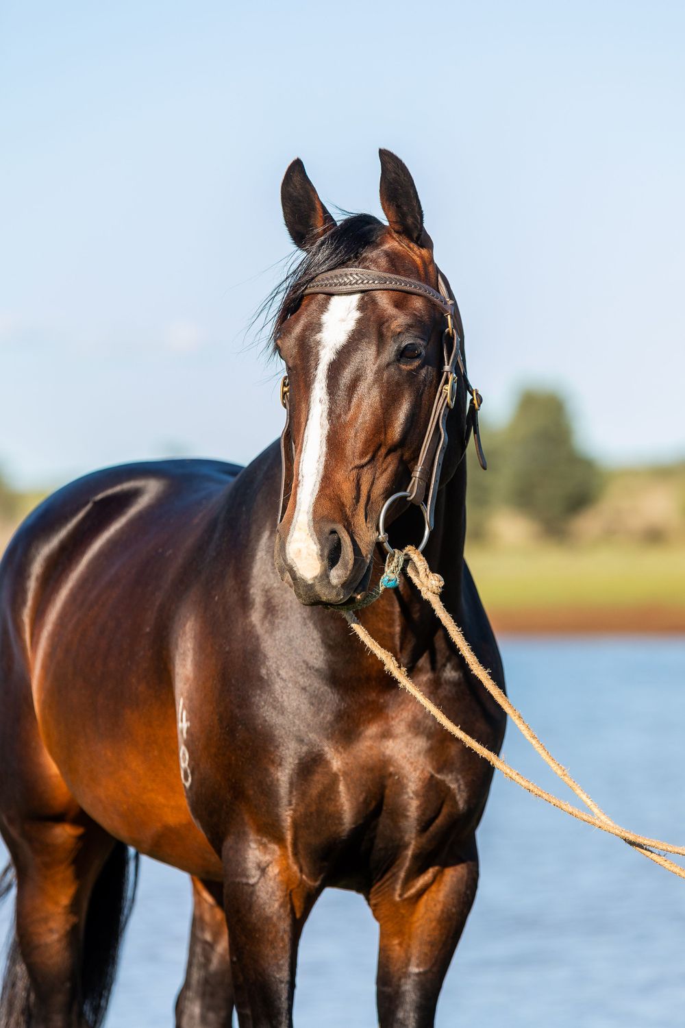 A beautiful bay horse with a white blaze stands near a lake, wearing a bridle with rope reins.