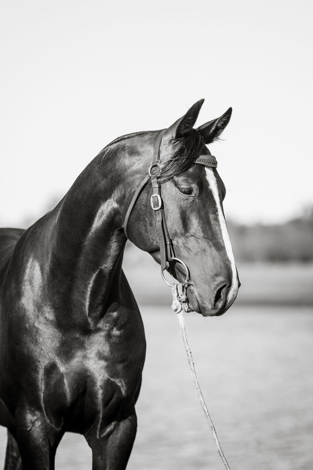 Black and white portrait of a majestic horse wearing a bridle, showing elegant profile against blurred background.