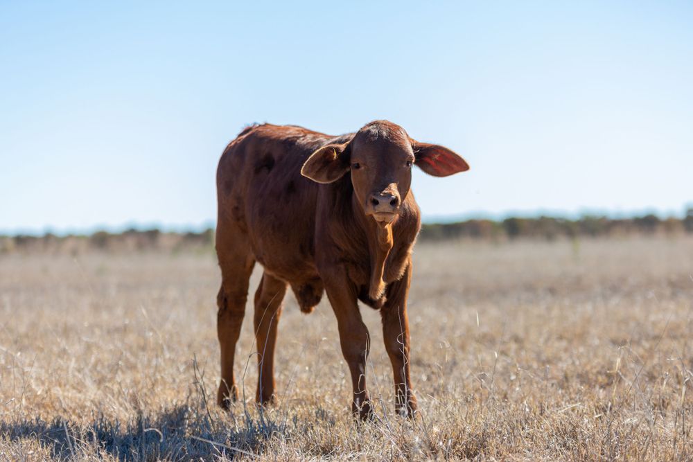 Young brown calf standing alone in dry grassland.