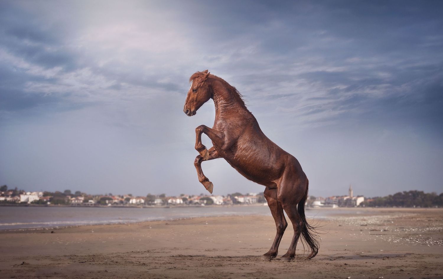 Chevaux