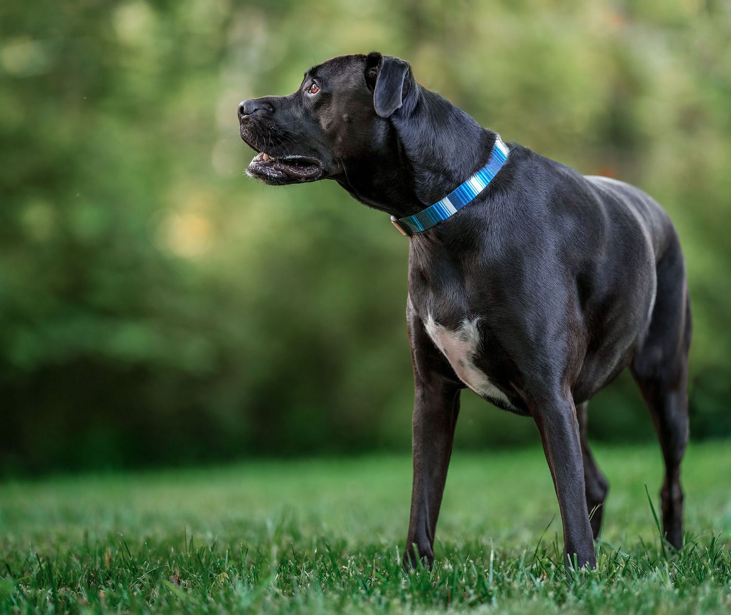 Black dog portrait in Wildomar, CA