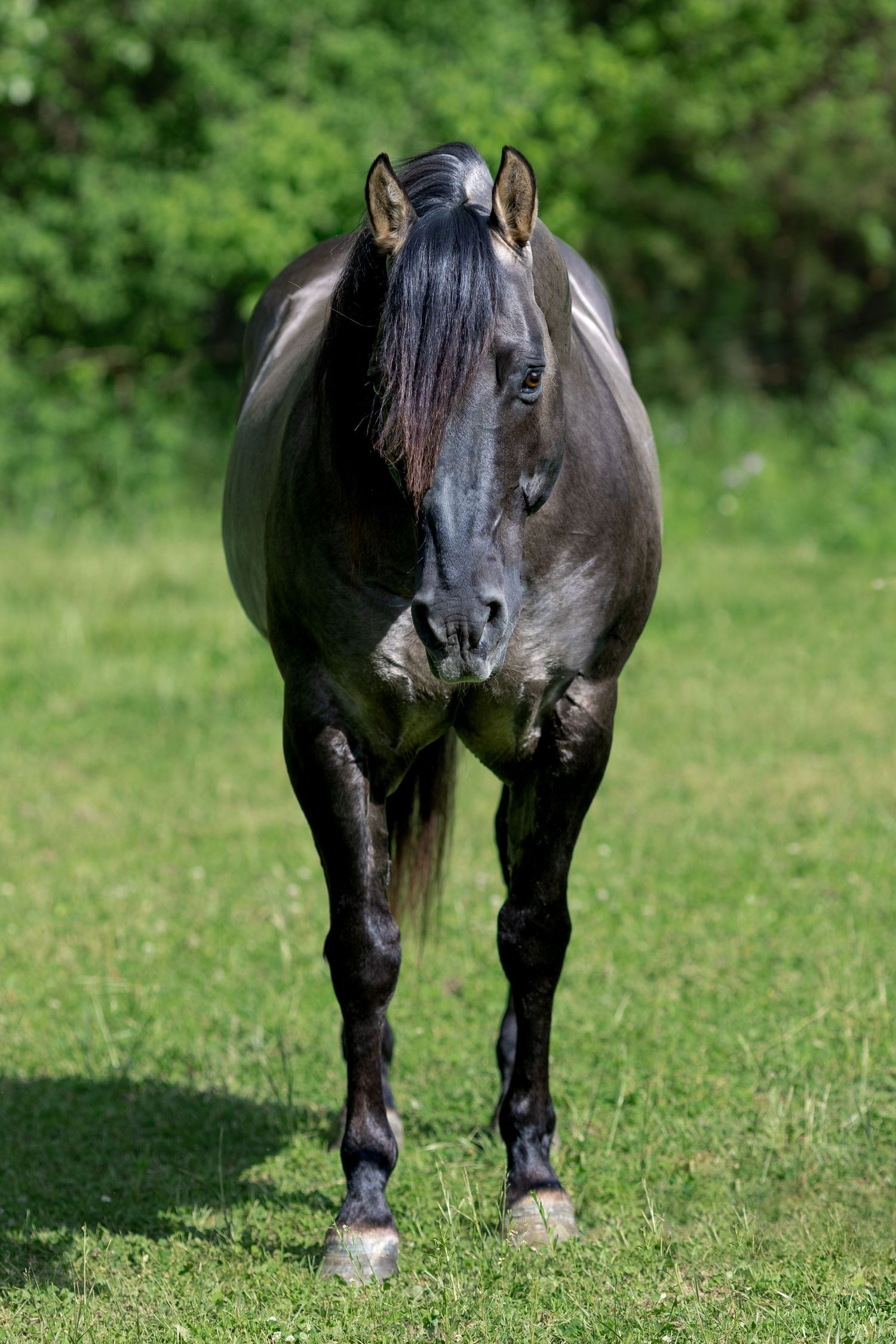 A grulla stallion facing head-on for leg conformation pictures.