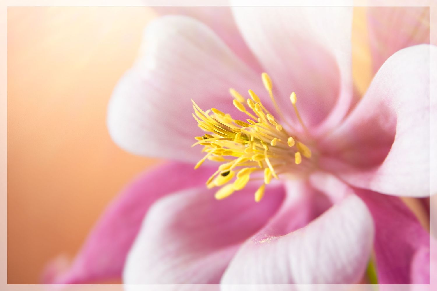 Columbine Stamens