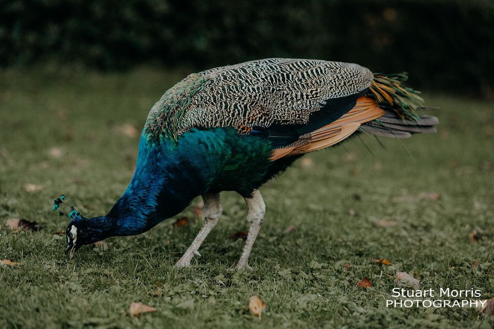 peacock in the grounds at Ruthin castle. north wales wedding photographer. Stuart Morris Photography.