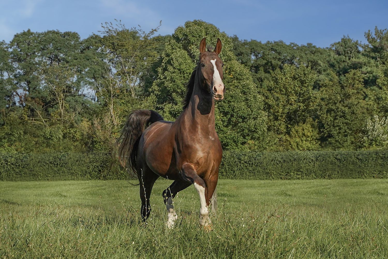 A majestic bay horse with white markings prances energetically in a green summer pasture with trees in the background.