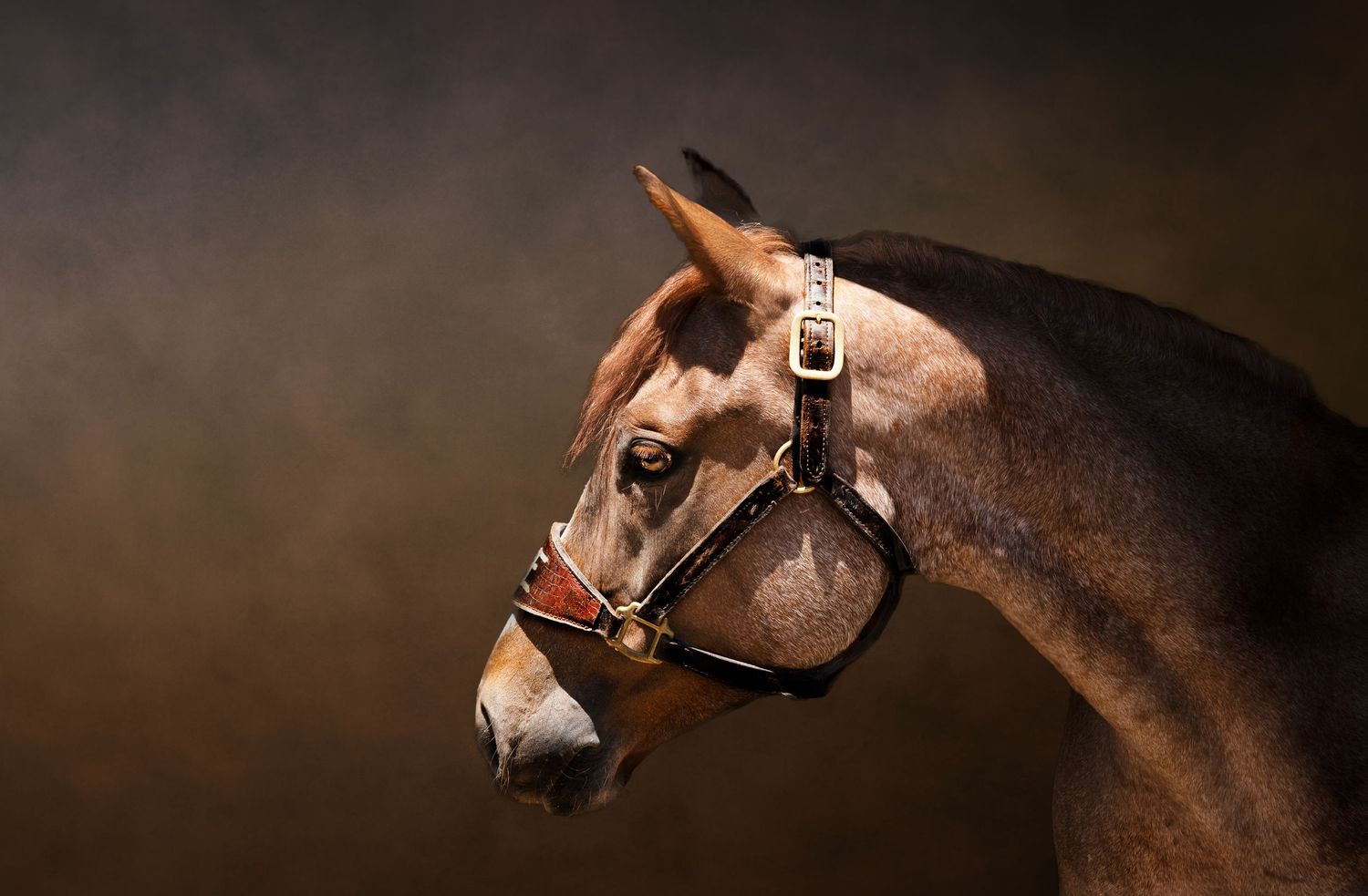 equine