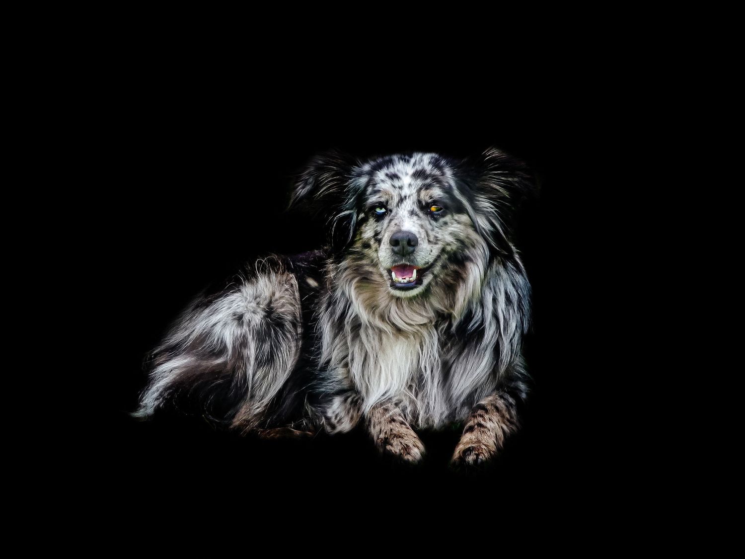 pet