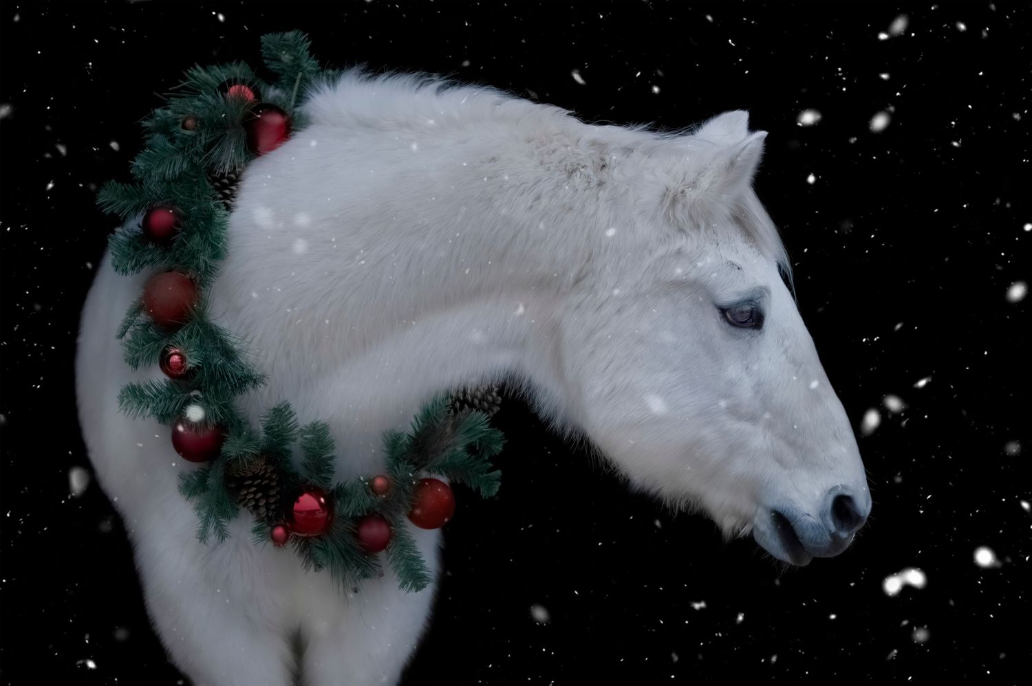 equine
