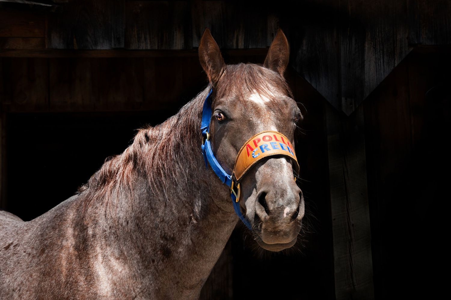 equine