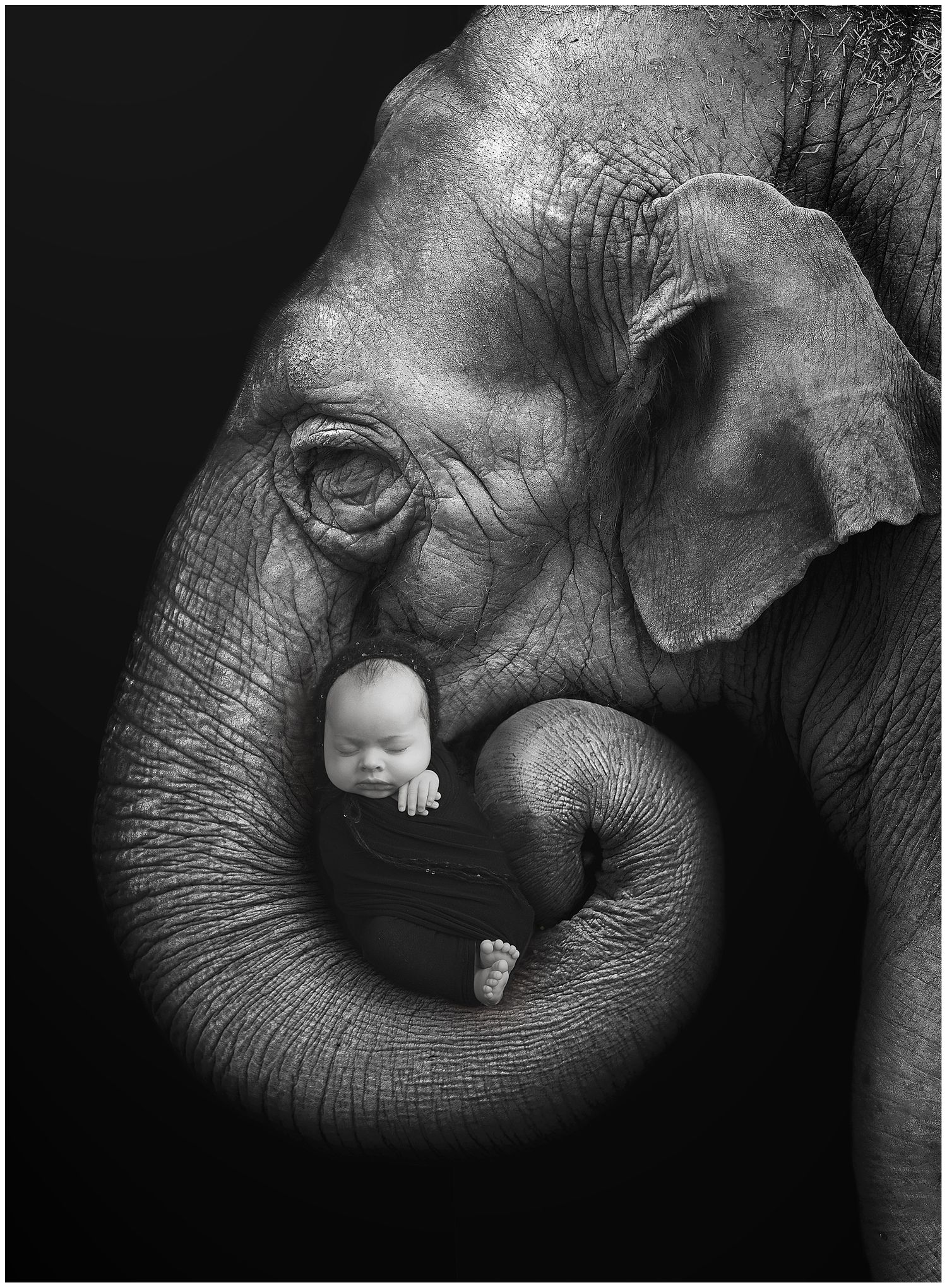 austin newborn photography creative newborn portrait newborn on elephant trunk black and white