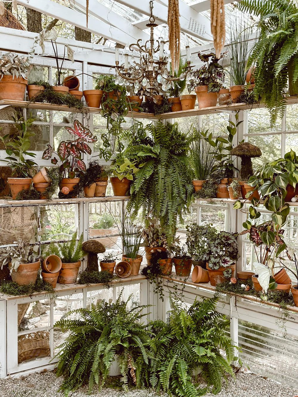 Indoor conservatory filled with potted plants, ferns, and hanging gardens in a sunny greenhouse setting.