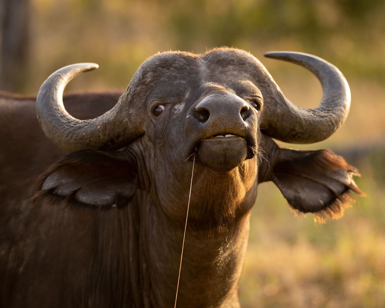 Cape buffalo with large curved horns stands majestically at sunset.