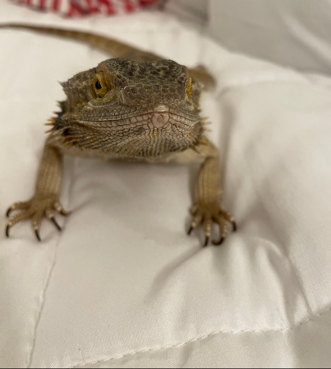 Torvi doing MUCH better the next day