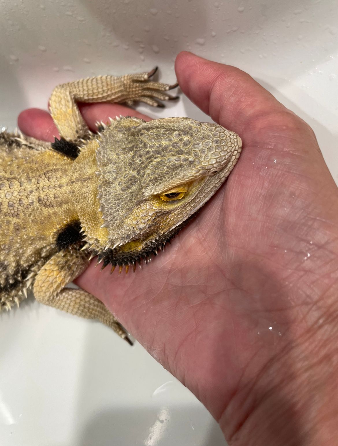 Torvi (Alysah's Bearded Dragon) the night she almost passed away
