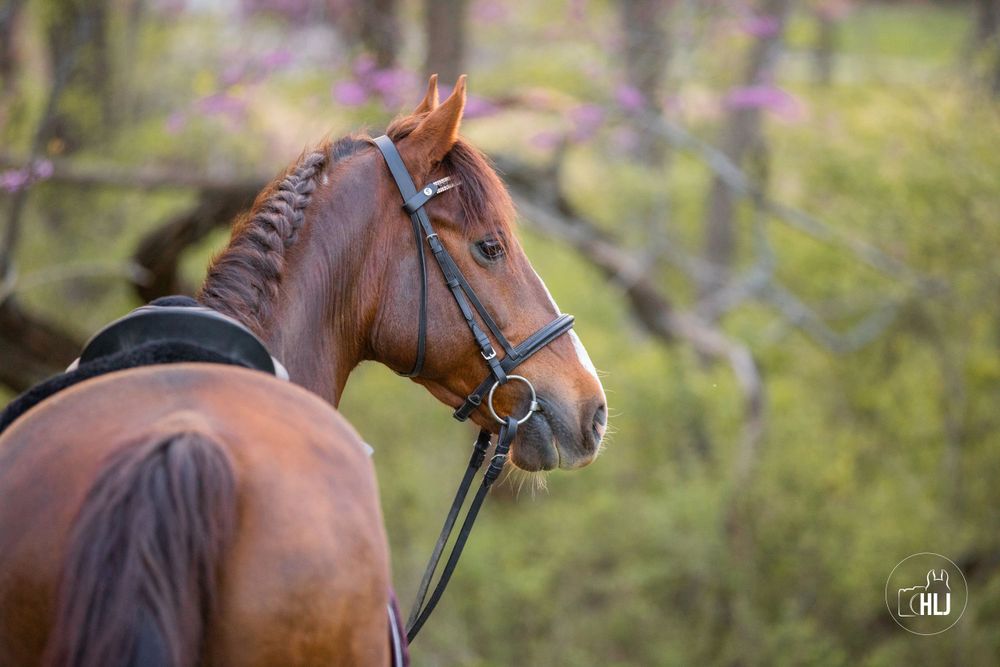 Close-up side view of bay horse wearing bridle against spring blossoms.