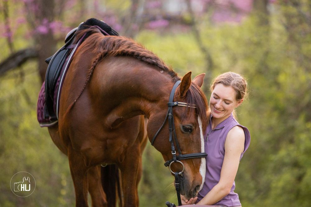 Bay horse with braided mane being groomed in spring garden setting.