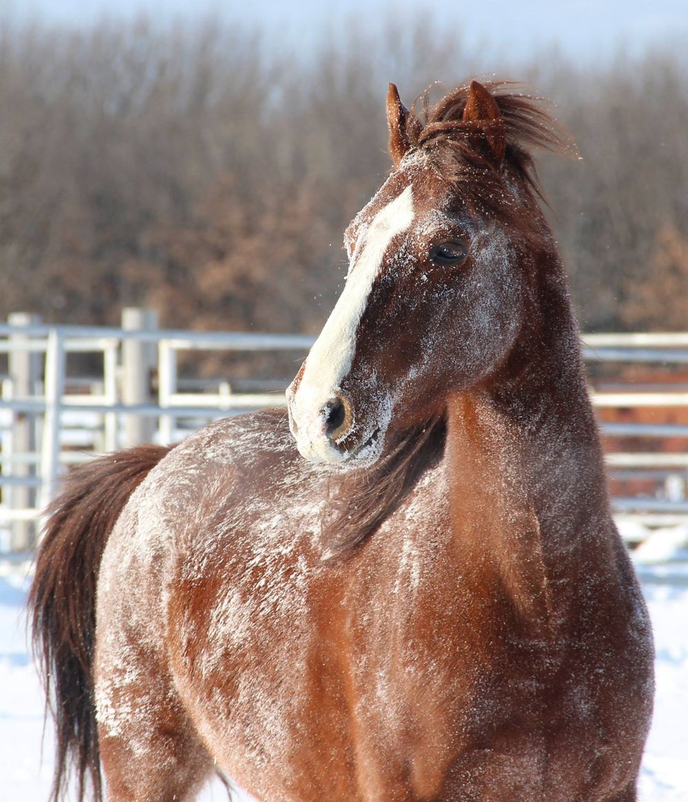 Portrait of roan horse with white blaze in snowy winter paddock.