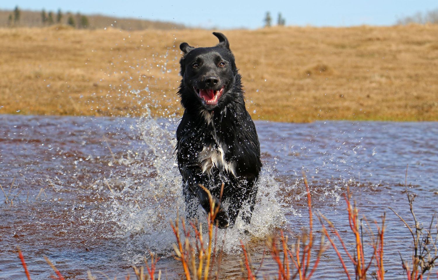 Central Alberta Pet Photographer