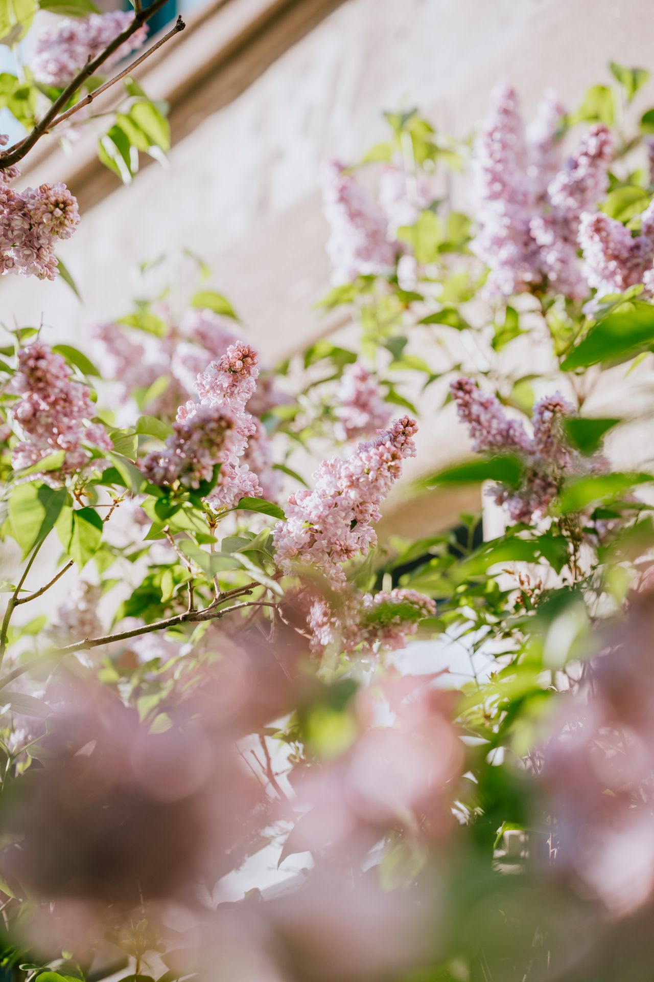 Lilas en fleur au printemps à Montréal
