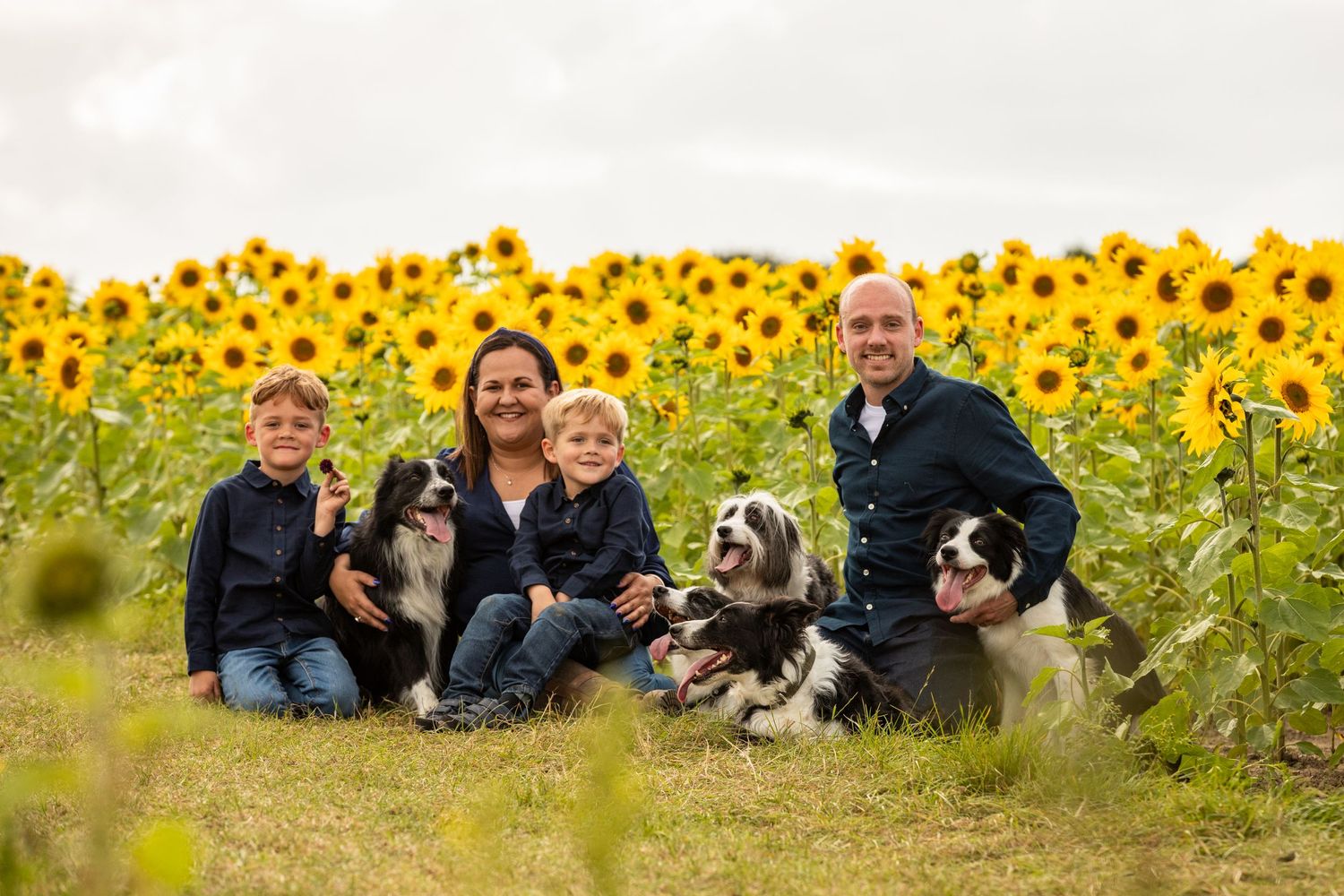 Dogs and people gathered in front of a sprawling sunflower field on a sunny day.