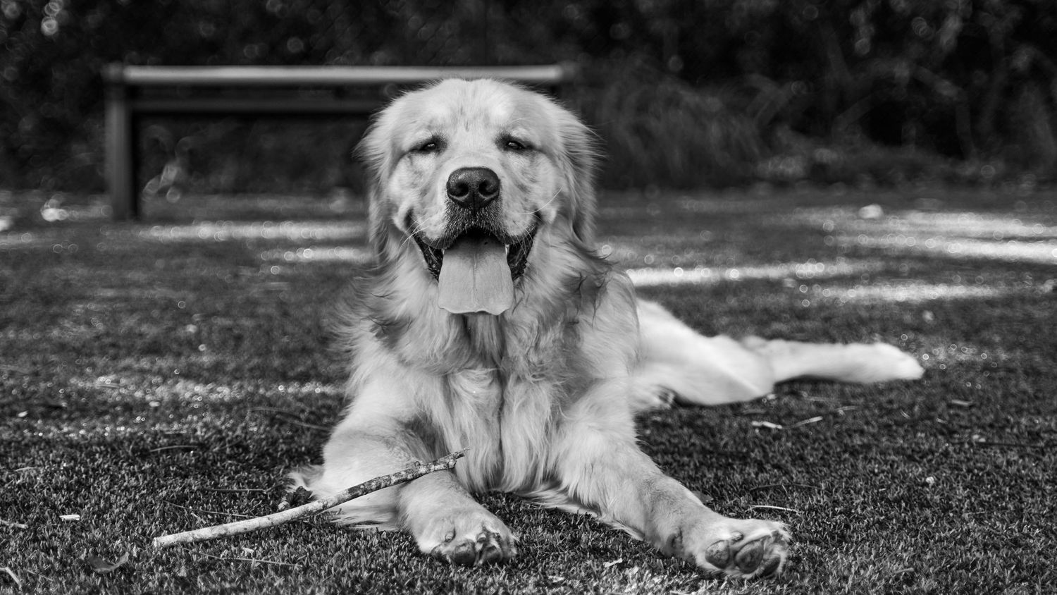Pet Photo Session in Downtown Greenville, South Carolina
