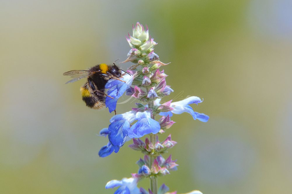 Bee