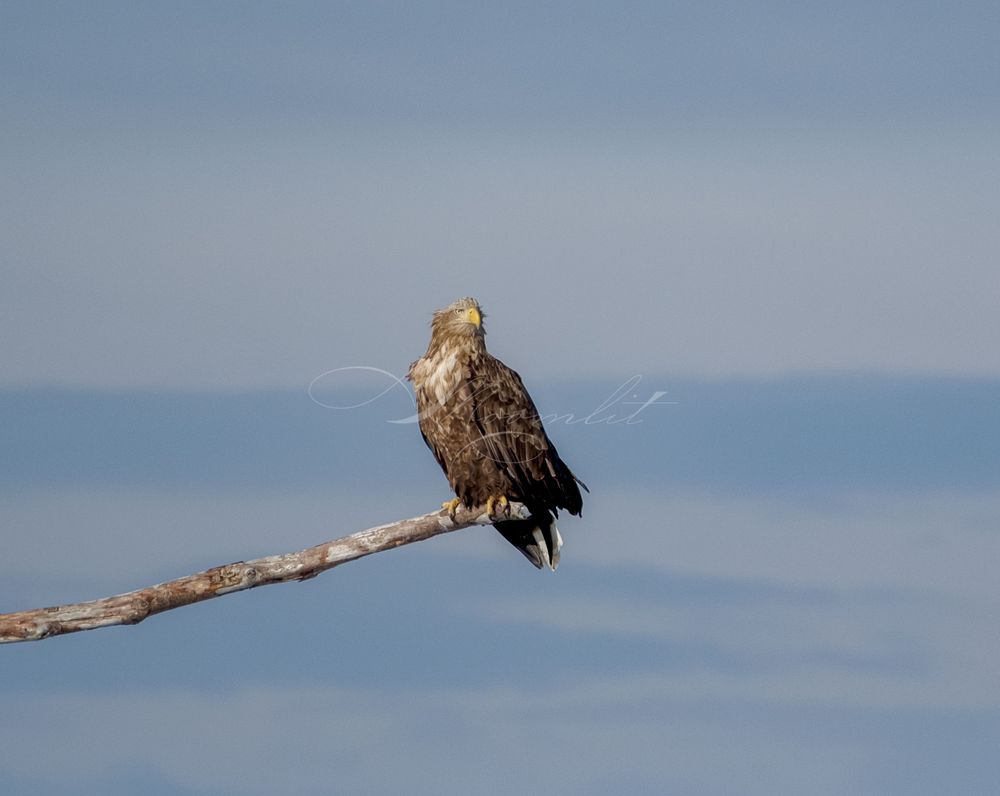 Eagle