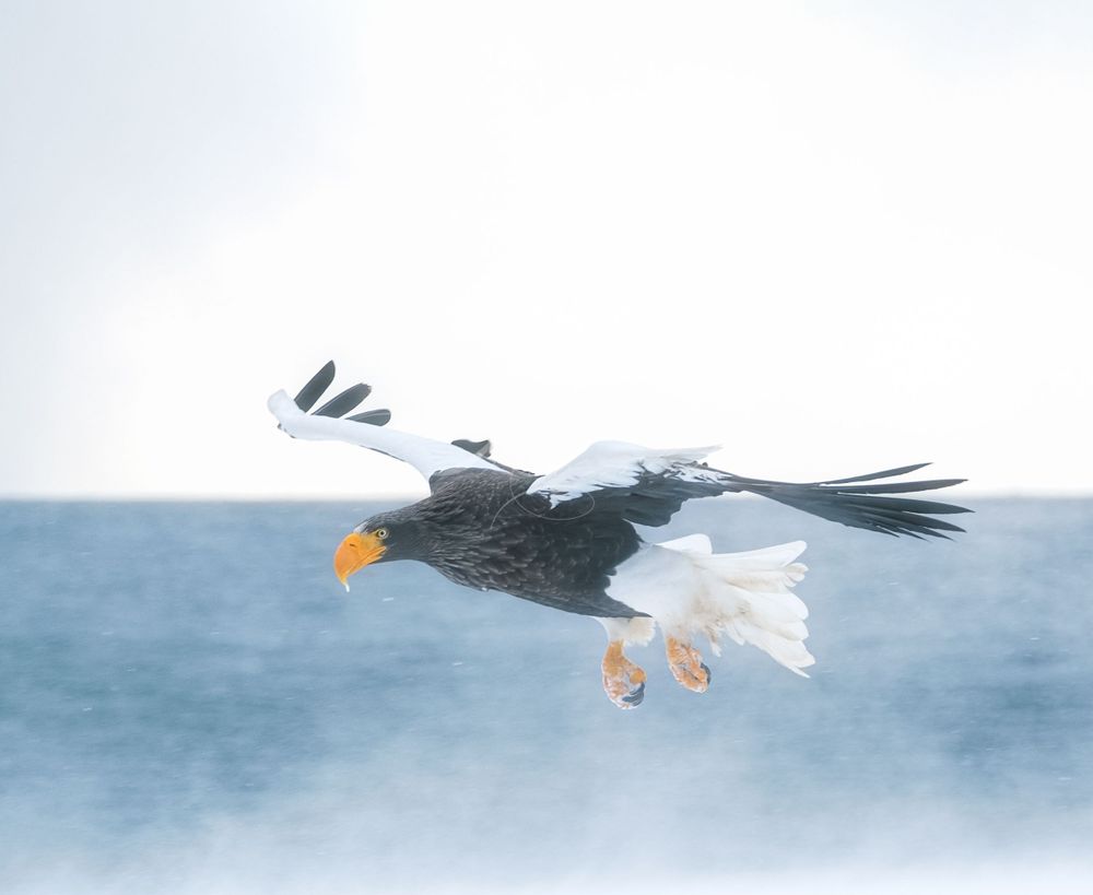 Eagle
