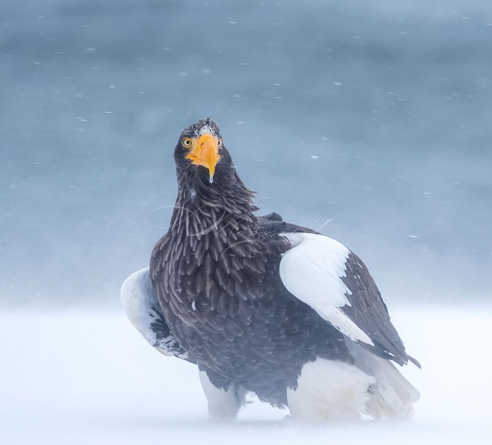 Eagle