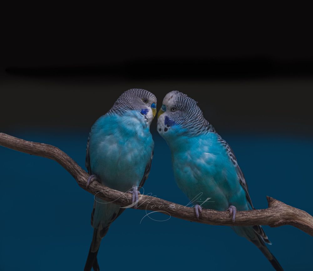 Love Birds