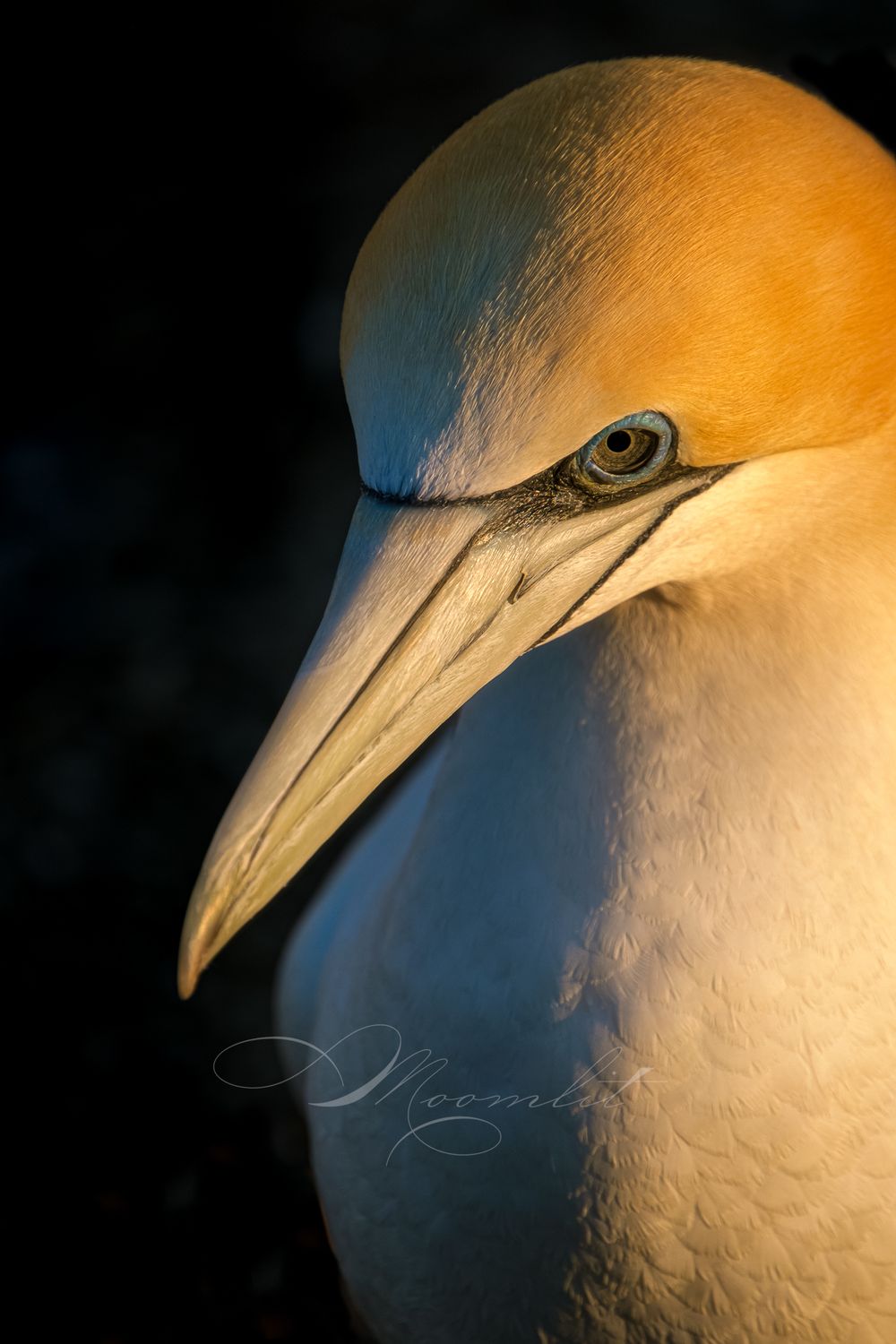 Gannets