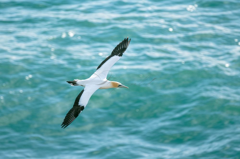 Gannets