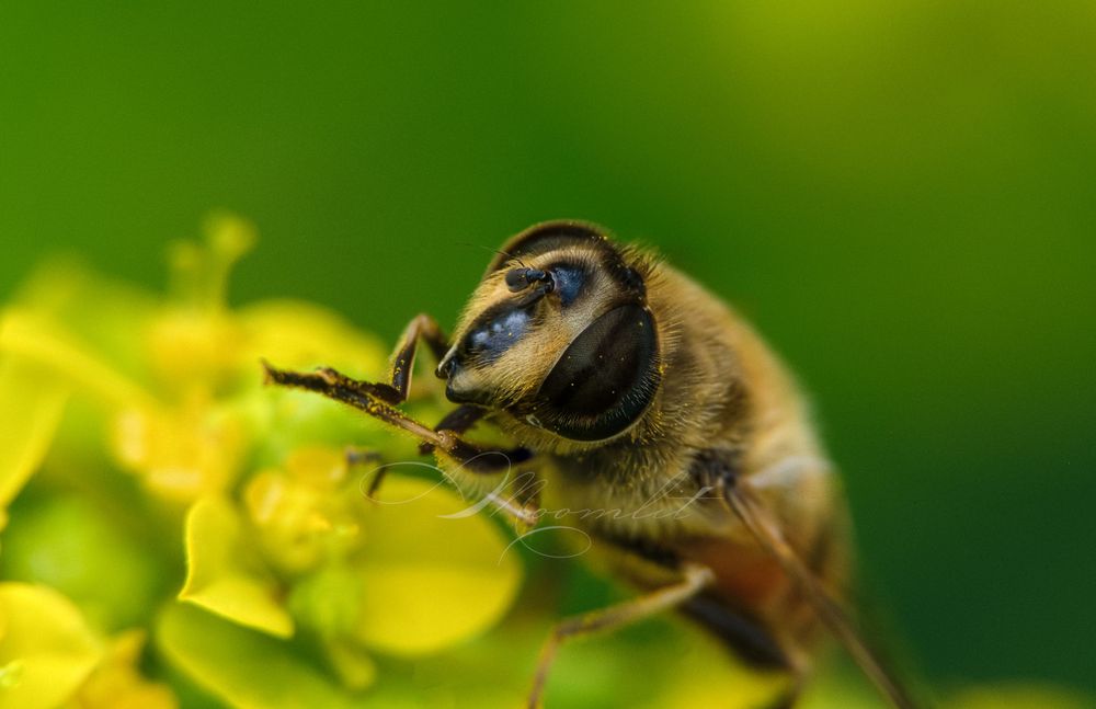 Bees