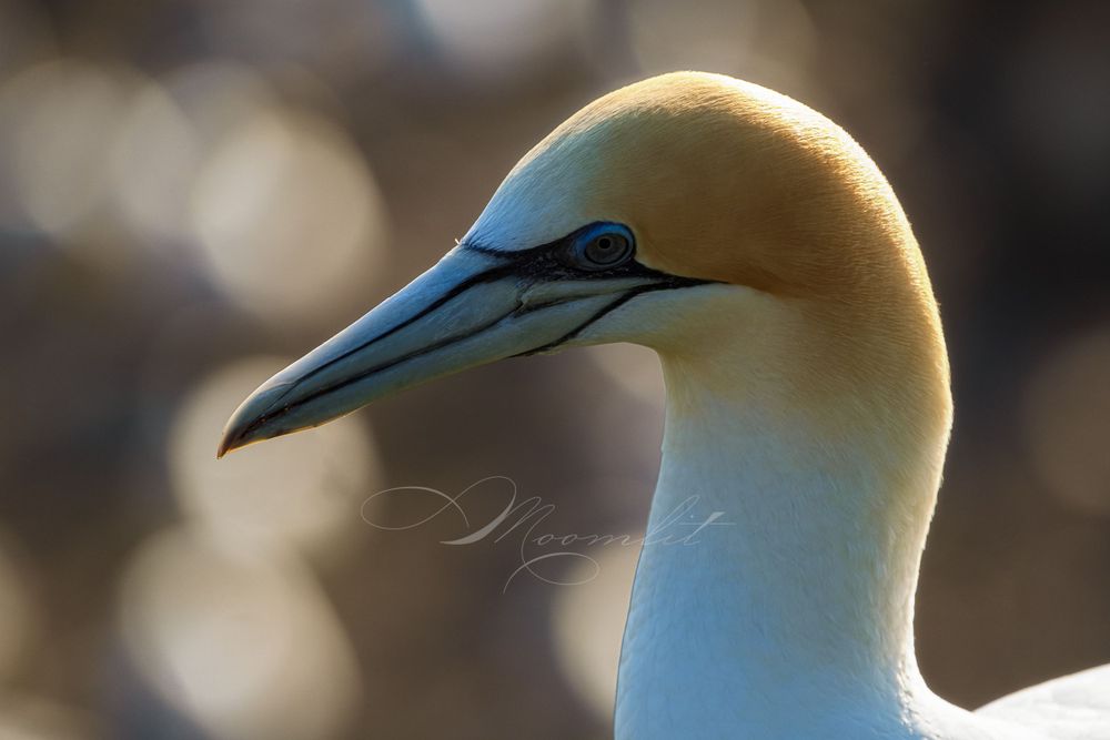 Gannets