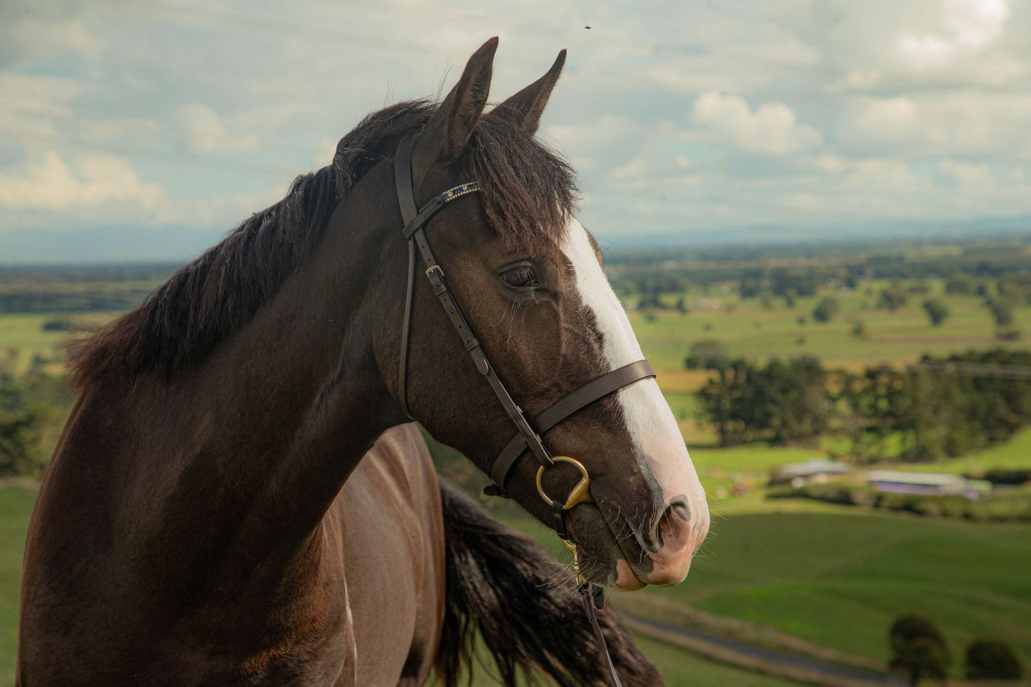 horses